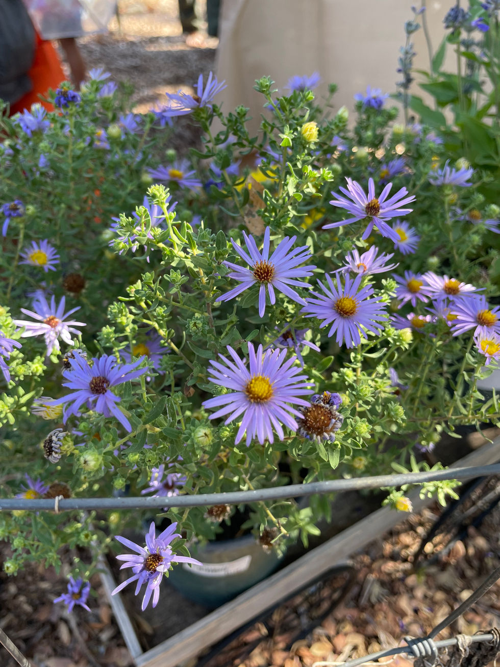 Symphotrichum oblganta (Fall aster)