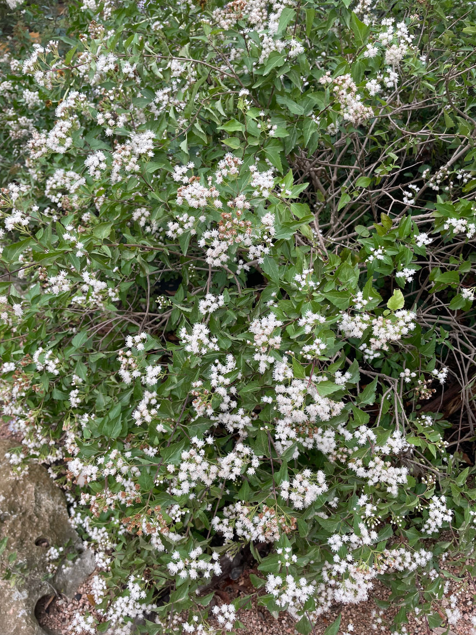 Shrubby boneset/white mistflower