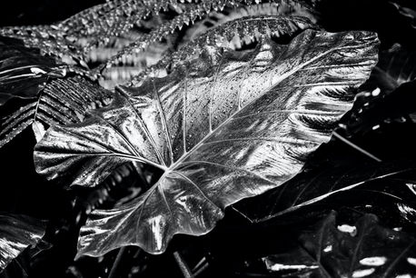 canopy