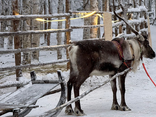 un reno en finlandia