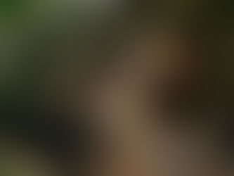 A Nature-Filled Experience: How Arbre Café Redefines Hospitality in Ahmedabad