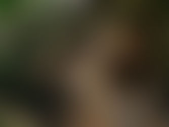 A Nature-Filled Experience: How Arbre Café Redefines Hospitality in Ahmedabad