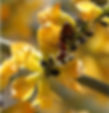 RETAMA A.jpg