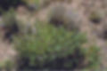 SALVIA 2.jpg