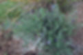 LITHODORA FRUTICOSA 2.jpg