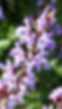 SALVIA.jpg