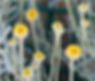 ABROTANO 1.jpg