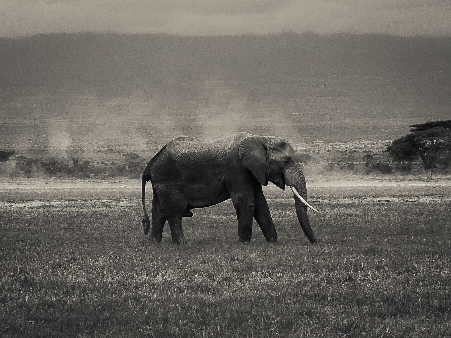 Elephant in smoke