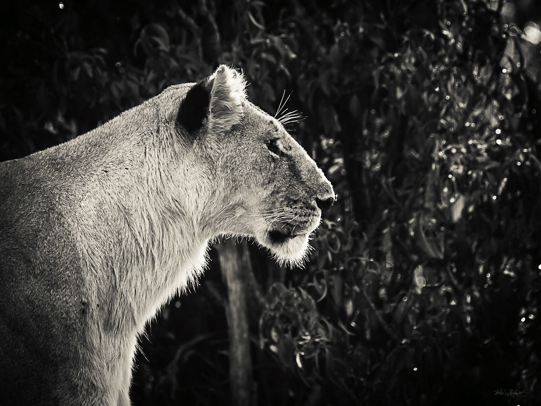 Lioness