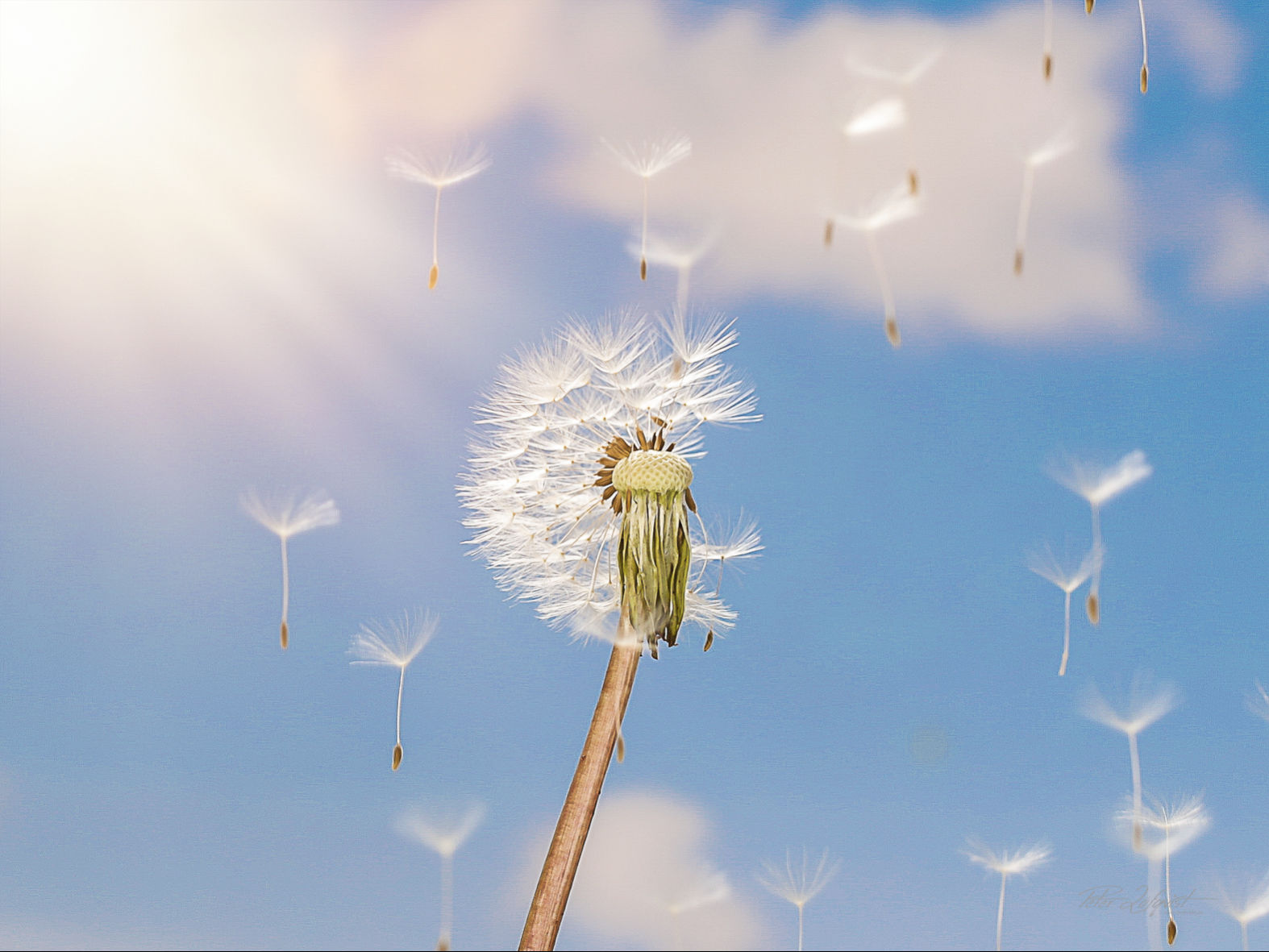 Dandelion