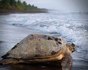 TURTLE IN COSTA RICA