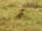 Green woodpecker