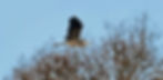 Heron