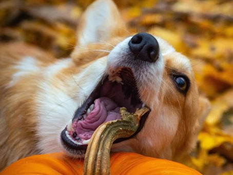 Hund knabbert am Kürbis