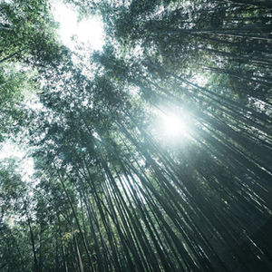 和装 -竹林 -