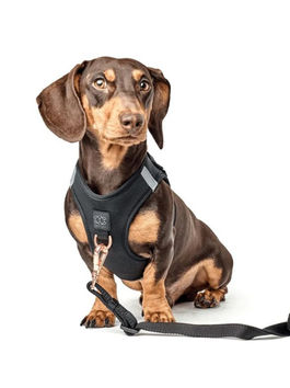 The Best Designer Harnesses for Dogs in 2025: A Style Guide for Pet Owners