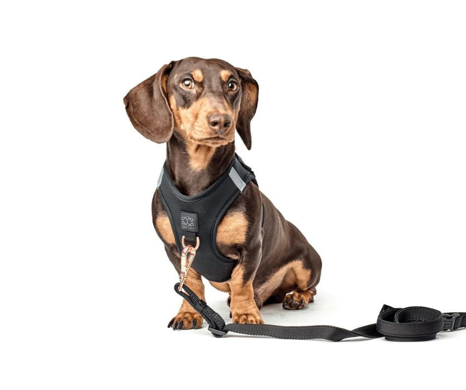 SoHo Dog Harness – Black