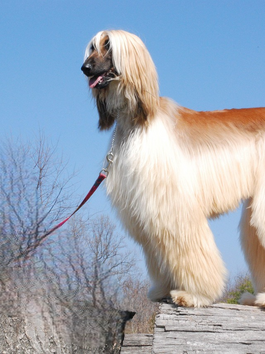 Top 10 Least Intelligent Dog Breeds or Dumbest Dog Breeds? A Closer Look