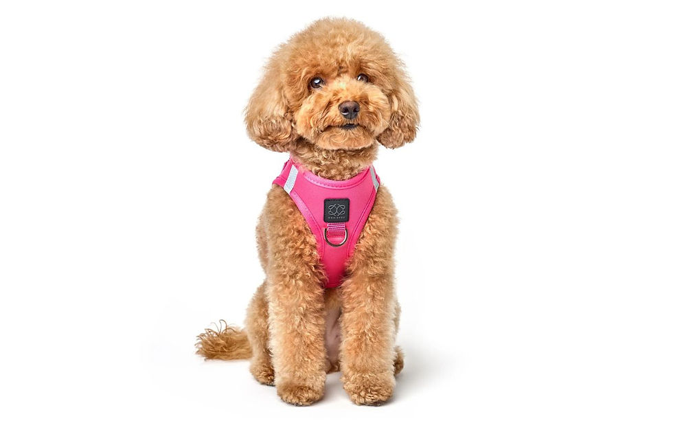 SoHo Dog Harness - Park Ave Pink