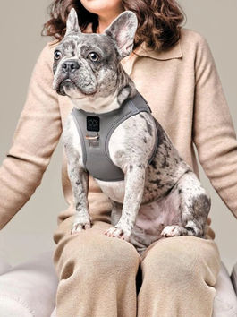 Best Dog Harnesses for Large Dogs: No-Pull Options for Easy Walks