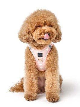 Designer Harnesses for Small Dogs: Comfort, Fit & Style Tips