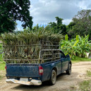 Truck of pineapple grass