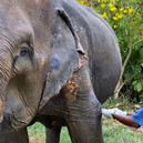Medical care on Nam Gaew's leg wound