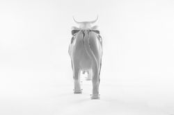 'Netter's Atlas' 2016