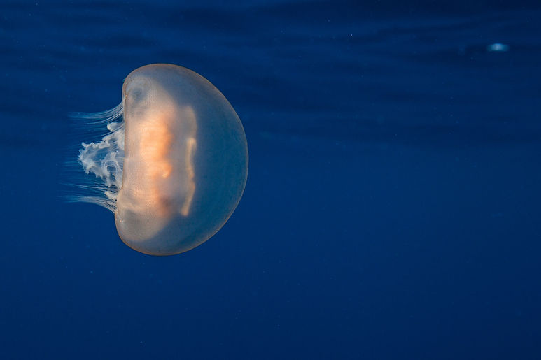 Azores_Expedition_2018_Half a Moon jellyfish (Aurelia aurita).jpg
