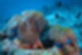 Maldives_Huvadhoo _23032021_JLepore_PANA