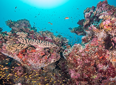 CoralReef_EmanuelGoncalves.png