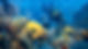 ShaynaBrody_NorthrockReef_edited.jpg