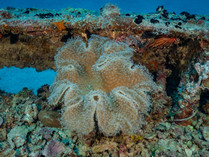 PANA1171.jpg
