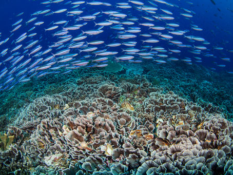Scientists Study Effects of Palau’s Strong Marine Protection