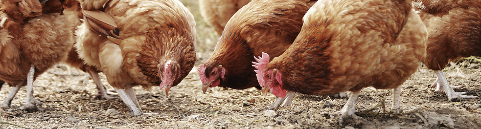 Free Range Poultry Farm