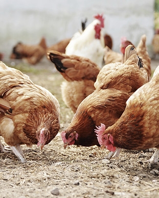 Free Range Poultry Farm