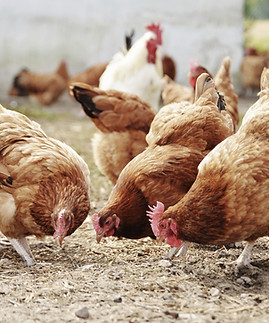 Free Range Kümes Hayvanları Çiftliği