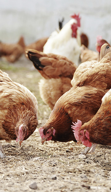 Poules à la ferme