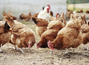 Free Range Poultry Farm