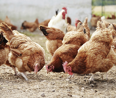 Free Range Poultry Farm