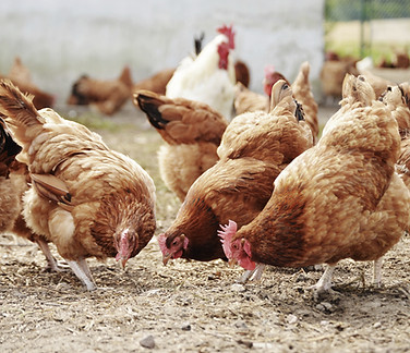 Free Range Птицефабрика
