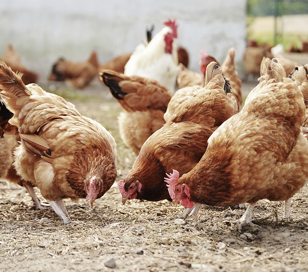 Free Range Poultry Farm