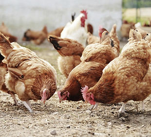 Free Range Poultry Farm