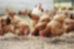 Free Range Poultry Supplies & More