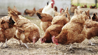 What "Organic" Actually Means for a Chicken