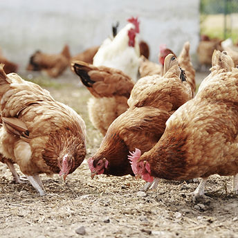 Free Range Poultry Farm