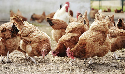 Free-range poultry farms
