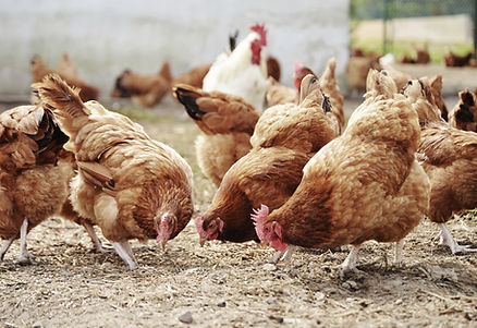 Free Range Poultry Farm
