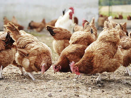 Free Range Poultry Farm