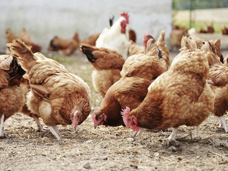 Bird flu (avian influenza): what is bird flu? How to prevent it and stop it spreading